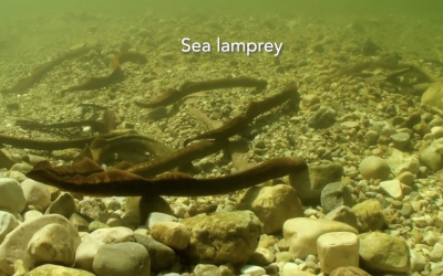 New Episode of Into the Outdoors to Explore the Sea Lamprey’s Impact on Great Lakes Ecosystems